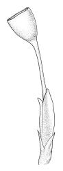 Erpodium glaucum, perichaetium with capsule. Drawn from G.M. O’Malley s.n., CHR 545820.
 Image: R.C. Wagstaff © Landcare Research 2014 